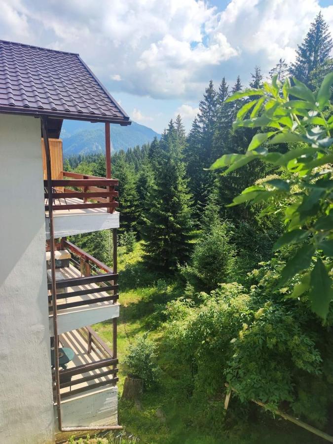 Green Studio Predeal Εξωτερικό φωτογραφία